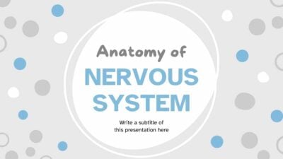 Abstract Anatomy of Nervous System Slides