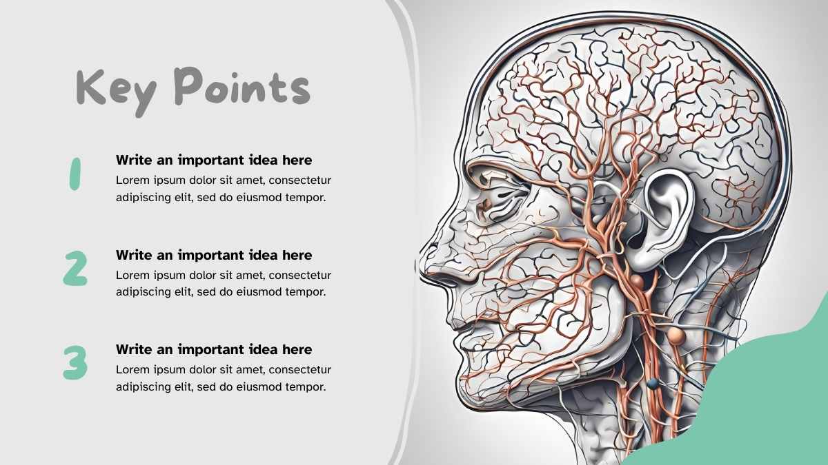 Abstract Anatomy of Nervous System Slides - slide 15