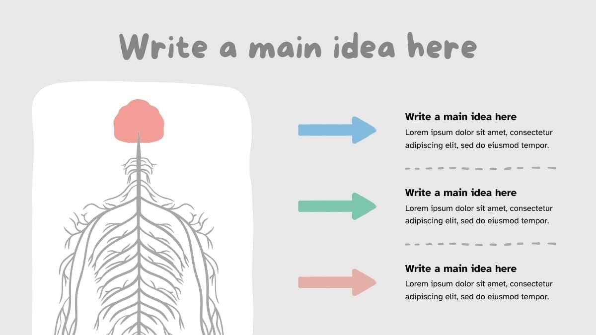 Abstract Anatomy of Nervous System Slides - slide 4