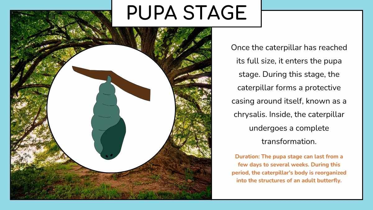 Cute Butterfly Life Cycle Infographic - slide 10