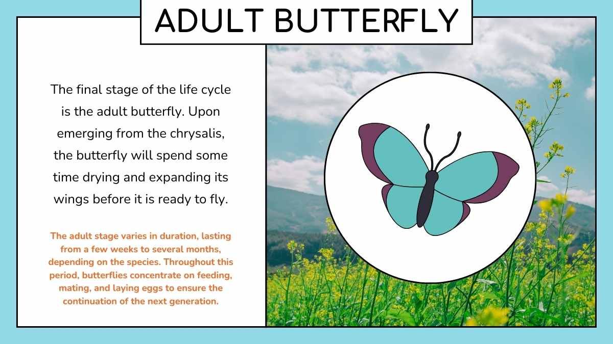 Cute Butterfly Life Cycle Infographic - diapositiva 8