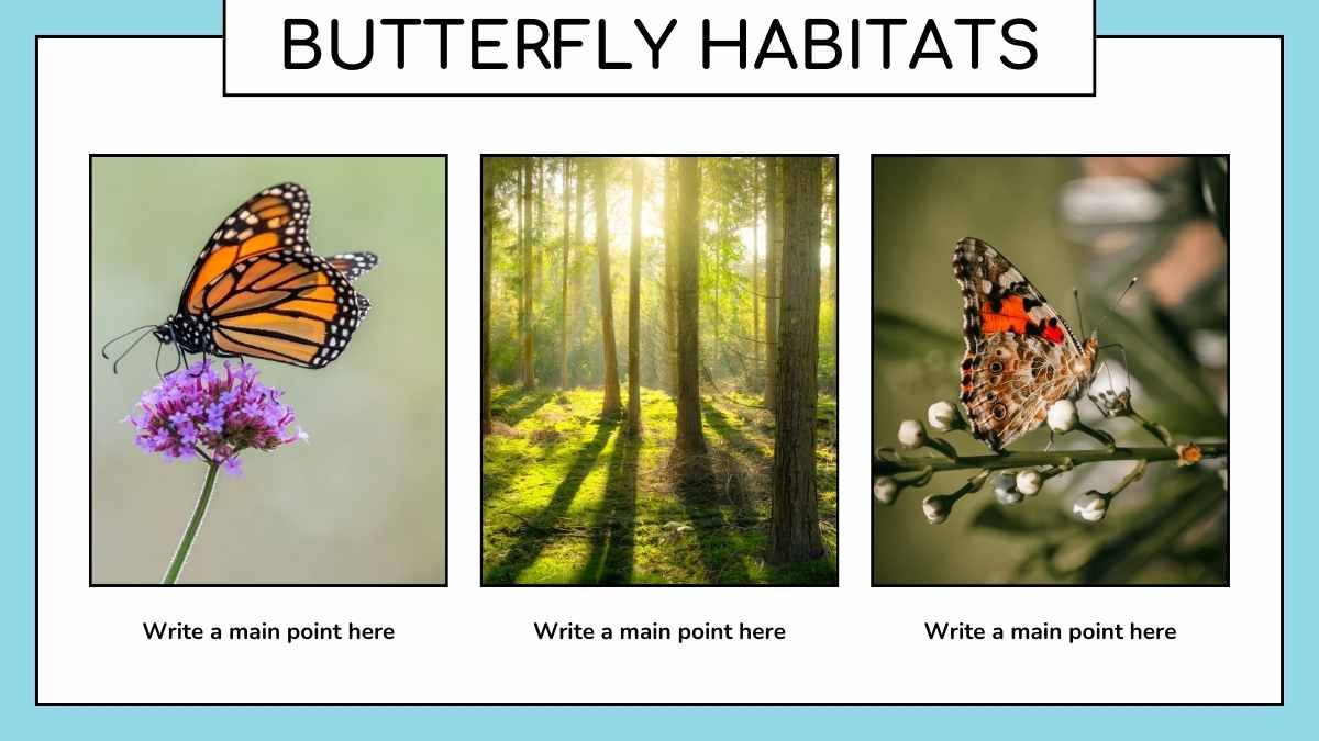 Cute Butterfly Life Cycle Infographic - slide 14