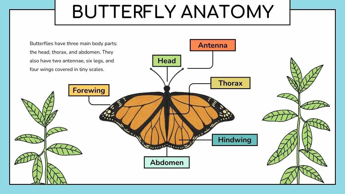 Cute Butterfly Life Cycle Infographic - diapositiva 5