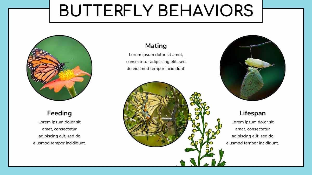 Cute Butterfly Life Cycle Infographic - slide 3