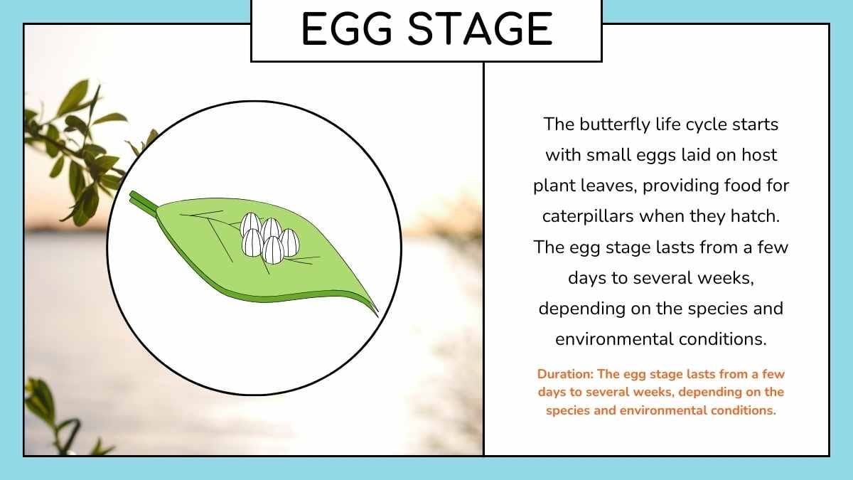 Cute Butterfly Life Cycle Infographic - slide 8