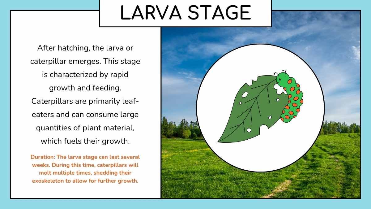 Cute Butterfly Life Cycle Infographic - slide 9