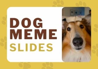 Cute Dog Meme Slides