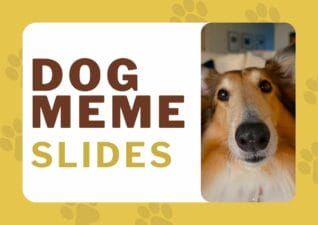 Slides Carnival Google Slides and PowerPoint Template Cute Dog Meme Slides 1