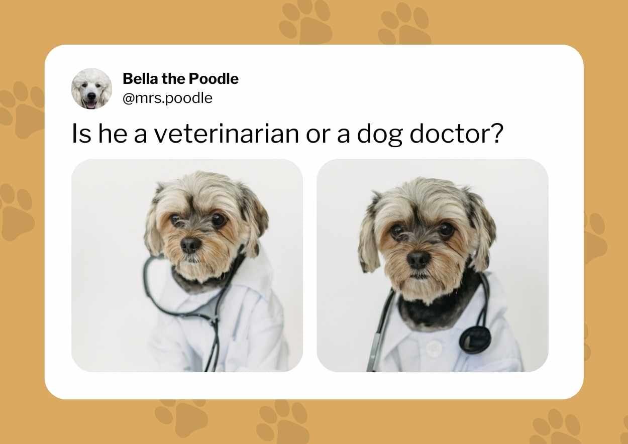 Cute Dog Meme Slides - slide 2