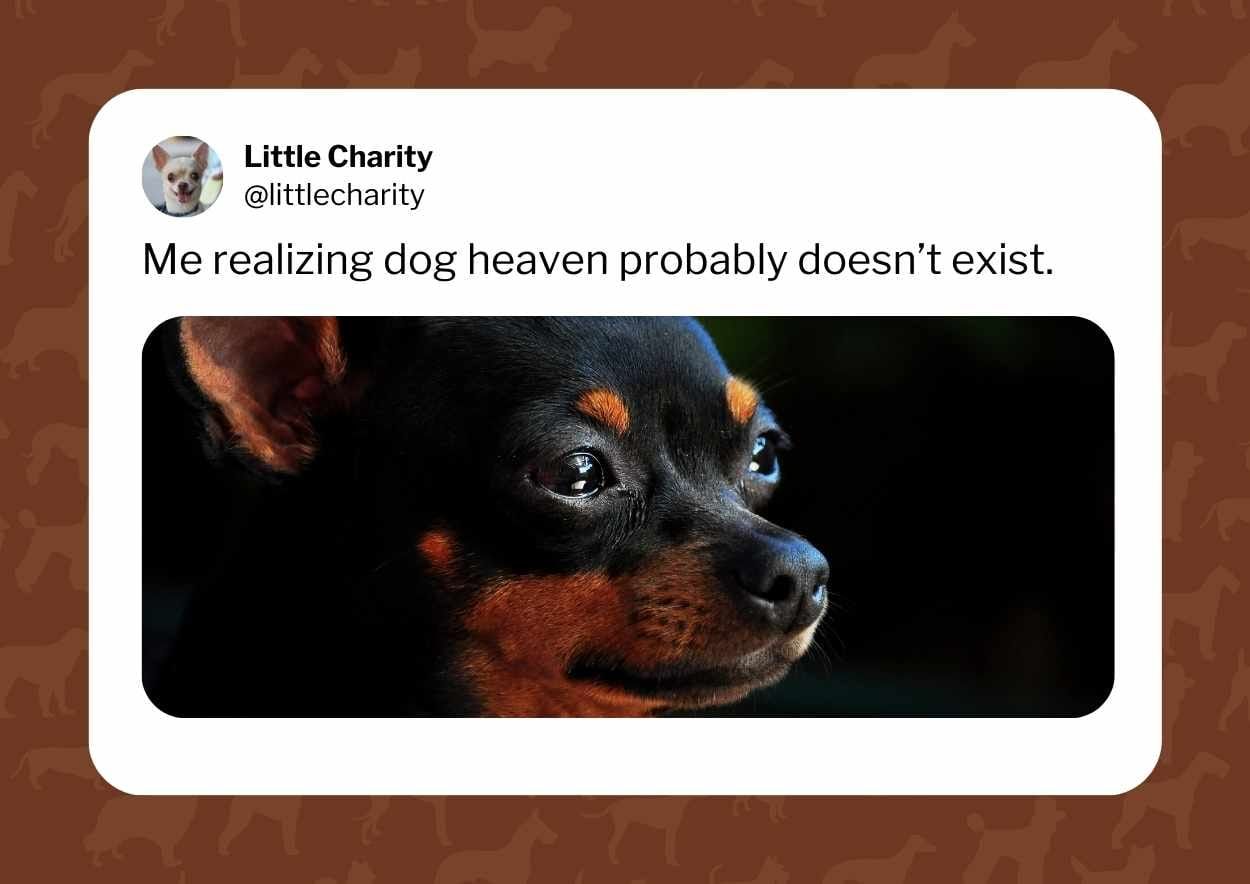 Cute Dog Meme Slides - slide 3