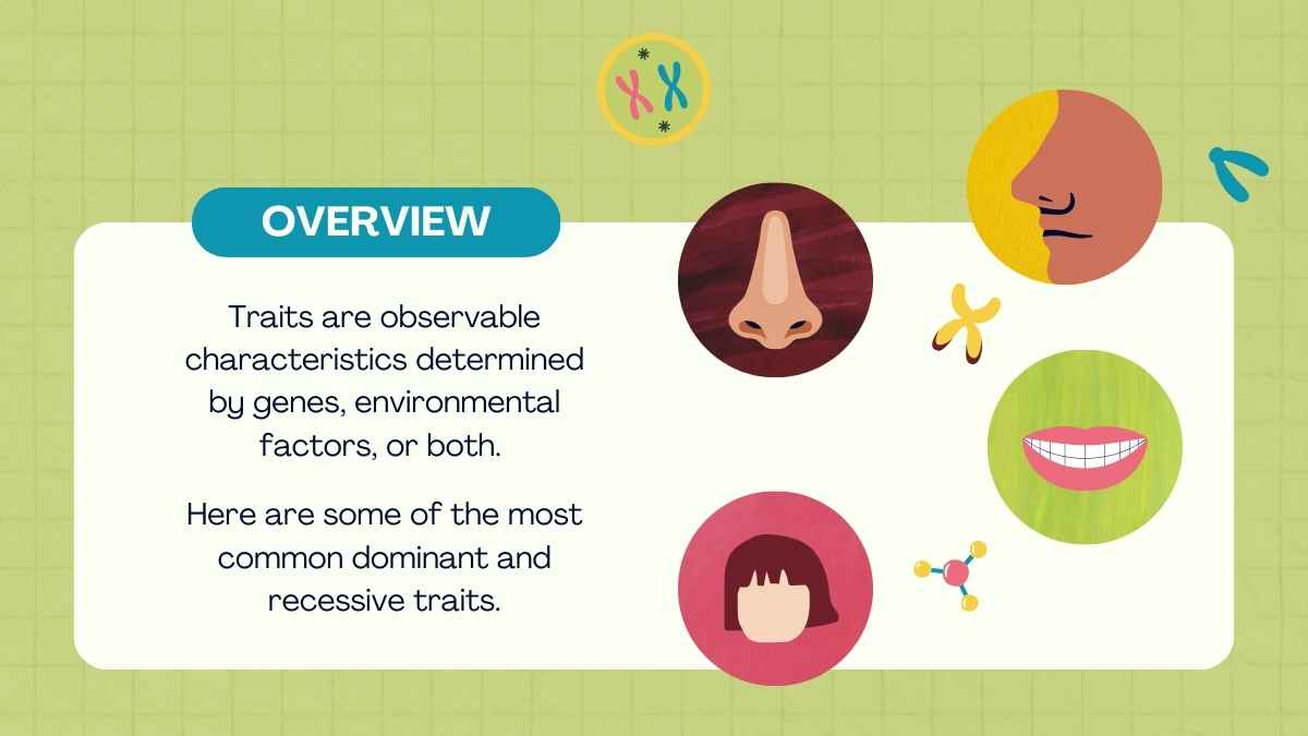 Cute Genetic Traits and Inheritance Lesson for Middle School - slide 11