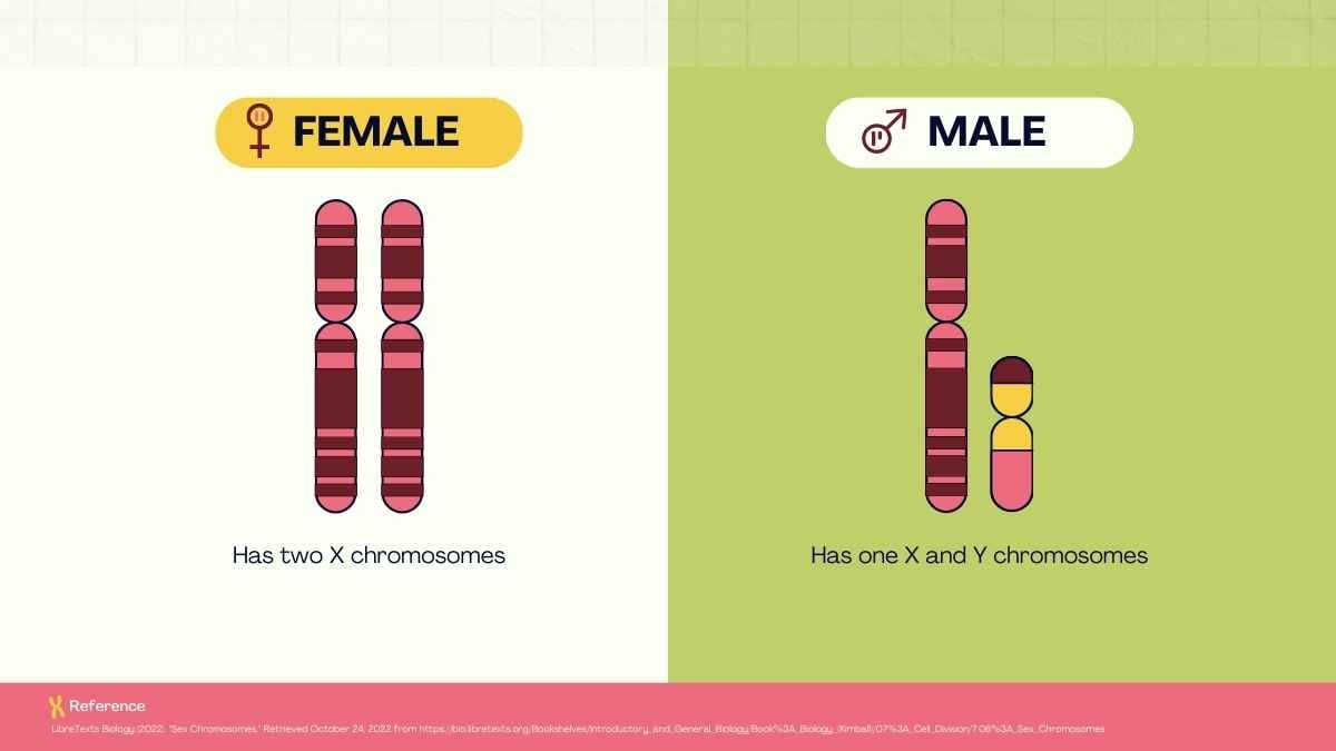 Cute Genetic Traits and Inheritance Lesson for Middle School - slide 5