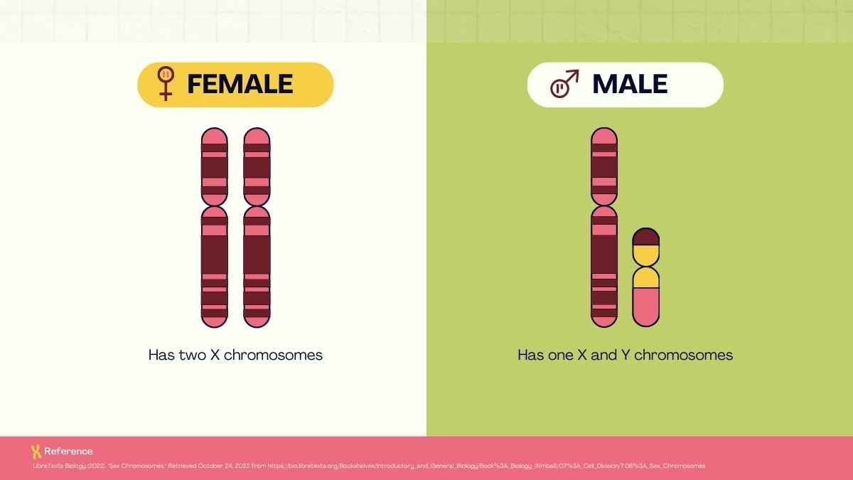 Cute Genetic Traits and Inheritance Lesson for Middle School - slide 5