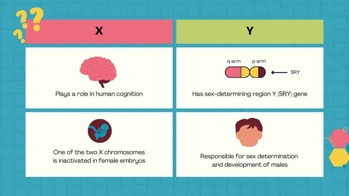 Cute Genetic Traits and Inheritance Lesson for Middle School - slide 7