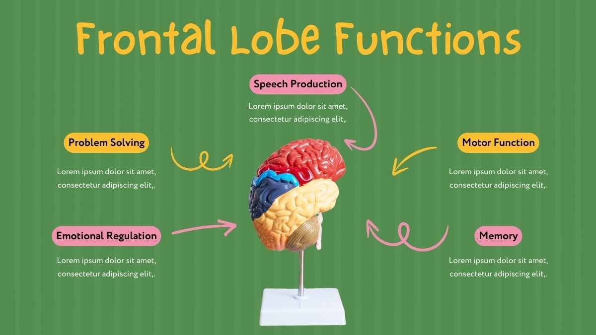 Cute Illustrated Slides About The Brain - diapositiva 13