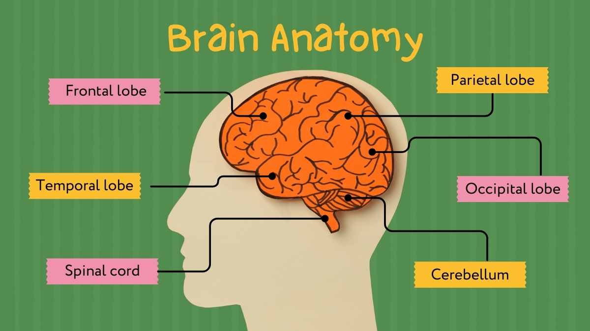 Cute Illustrated Slides About The Brain - slide 5