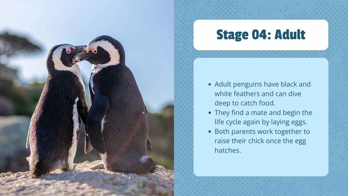 Cute Life Cycle of Penguin Lesson Slides - slide 10