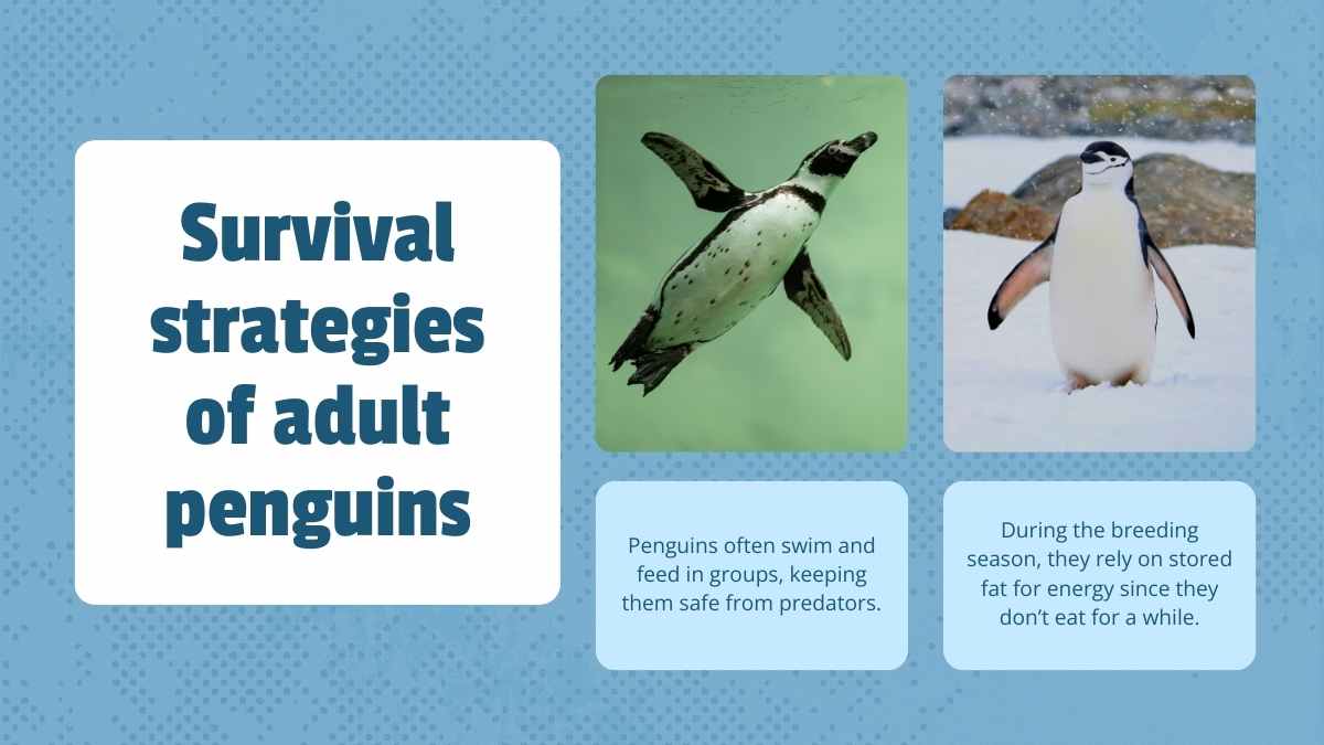 Cute Life Cycle of Penguin Lesson Slides - slide 11