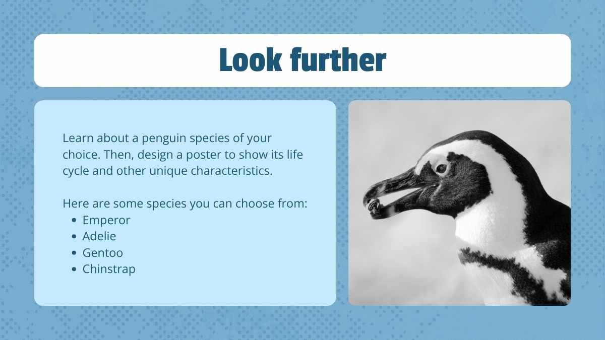 Cute Life Cycle of Penguin Lesson Slides - slide 13