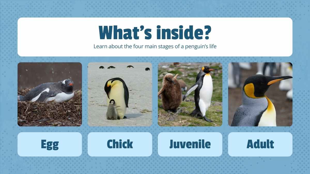 Cute Life Cycle of Penguin Lesson Slides - slide 2