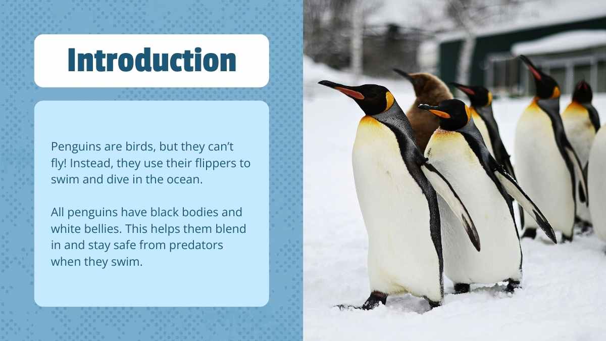 Cute Life Cycle of Penguin Lesson Slides - slide 3