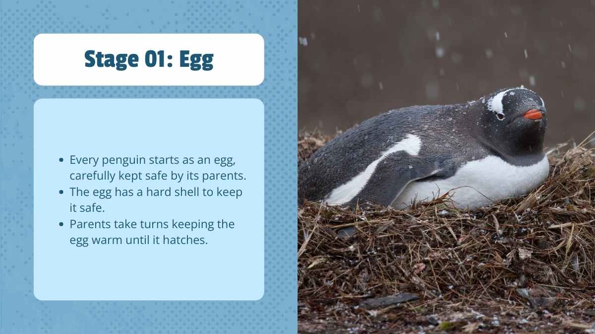 Cute Life Cycle of Penguin Lesson Slides - slide 6