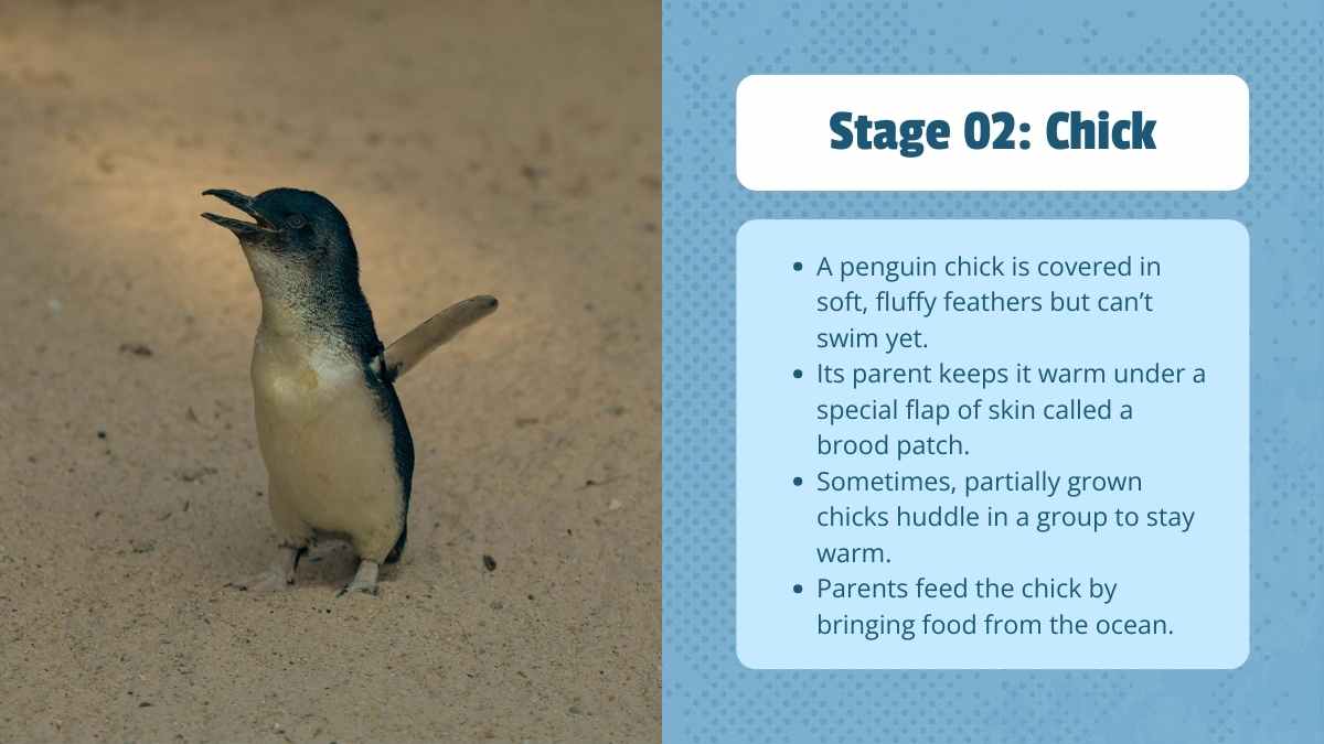 Cute Life Cycle of Penguin Lesson Slides - slide 7