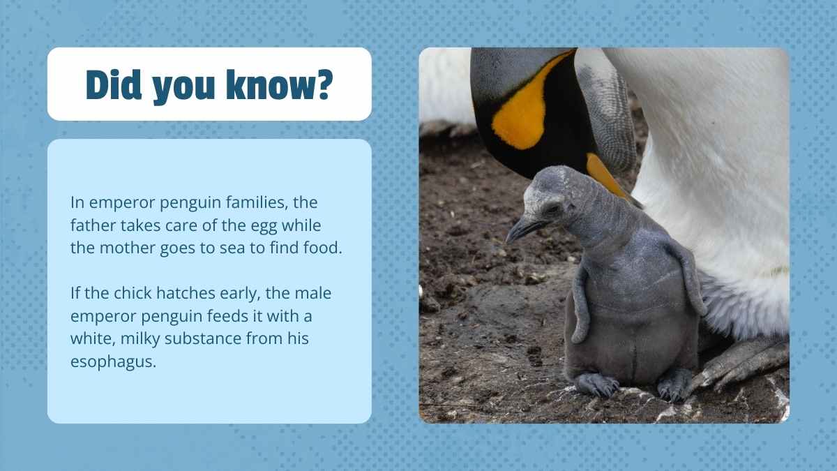 Cute Life Cycle of Penguin Lesson Slides - slide 8