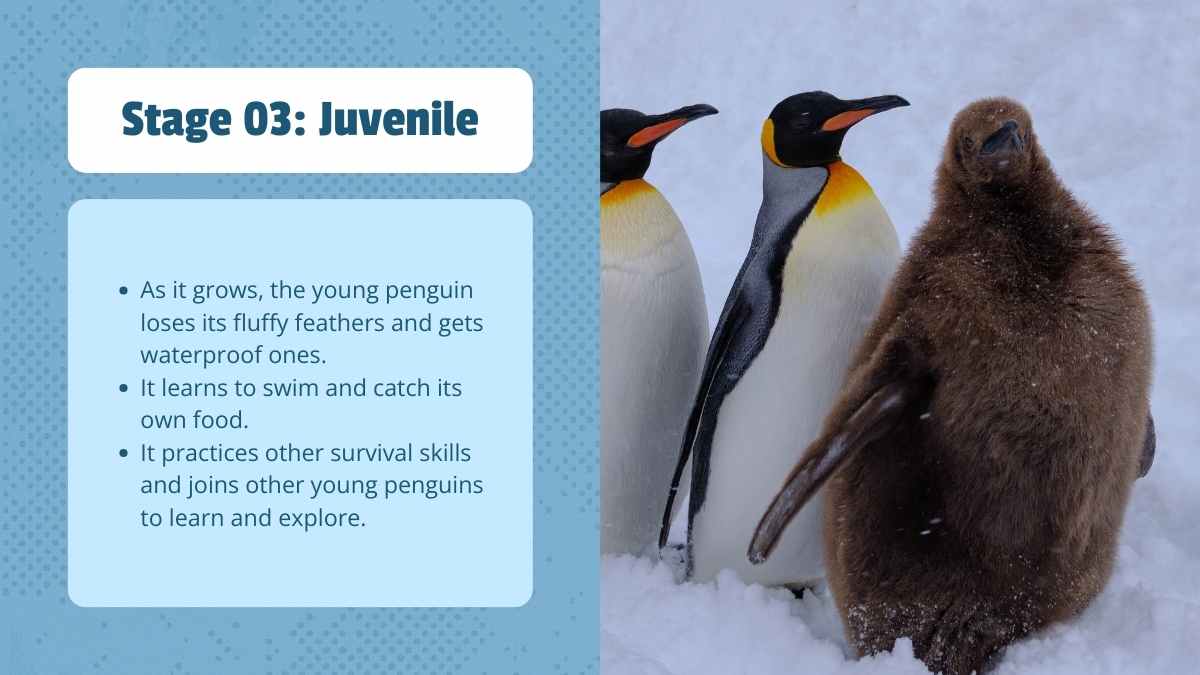 Cute Life Cycle of Penguin Lesson Slides - slide 9