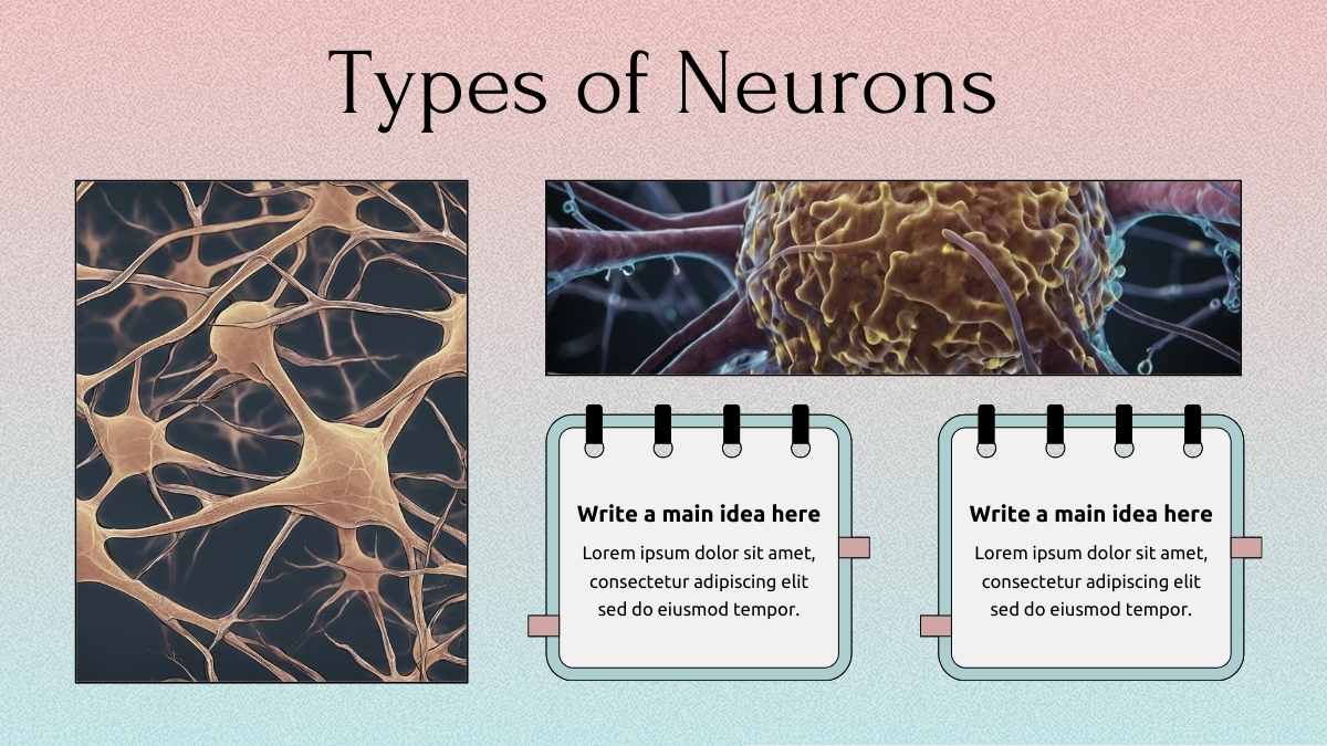 Cute Modern Physiology of Nervous System Slides - slide 8