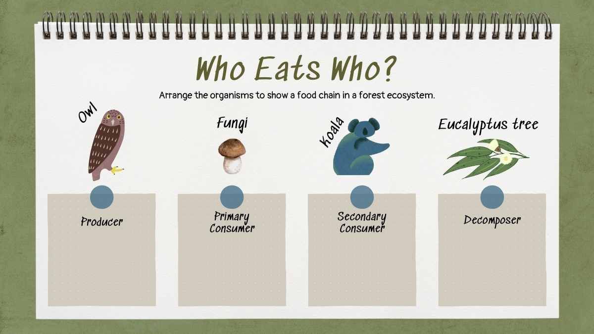 Exploring the Circle of Life: Food Chain Science Lesson for Elementary - slide 10