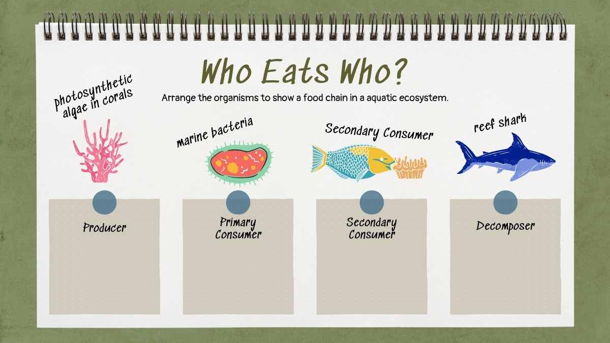 Exploring the Circle of Life: Food Chain Science Lesson for Elementary - slide 12