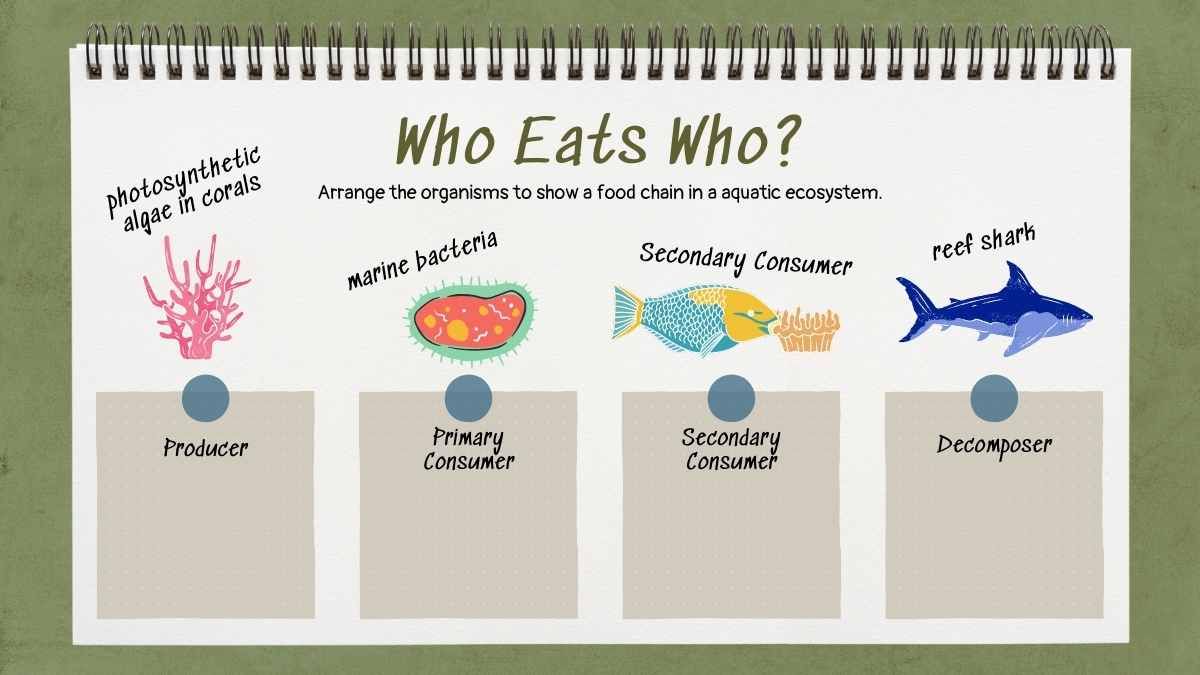 Exploring the Circle of Life: Food Chain Science Lesson for Elementary - diapositiva 12