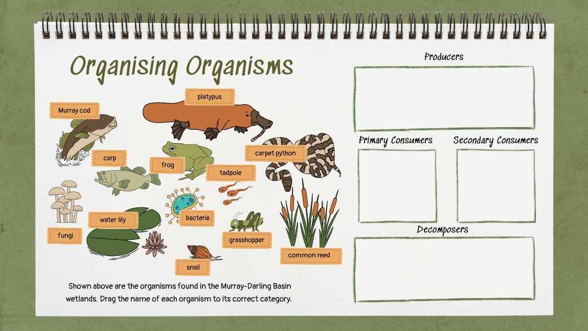 Exploring the Circle of Life: Food Chain Science Lesson for Elementary - diapositiva 15