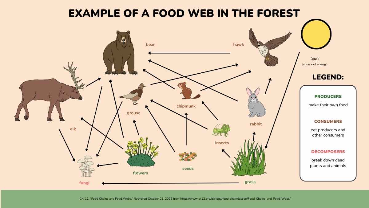 Food Webs Lesson for Elementary - slide 9