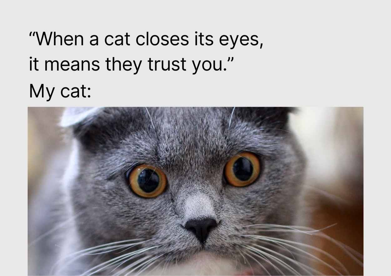 Funny Cat Meme Slides - slide 4