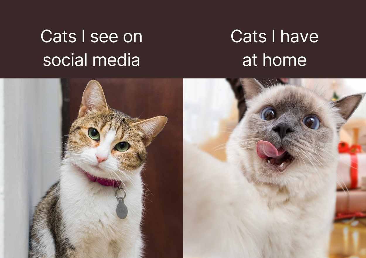 Funny Cat Meme Slides - slide 9