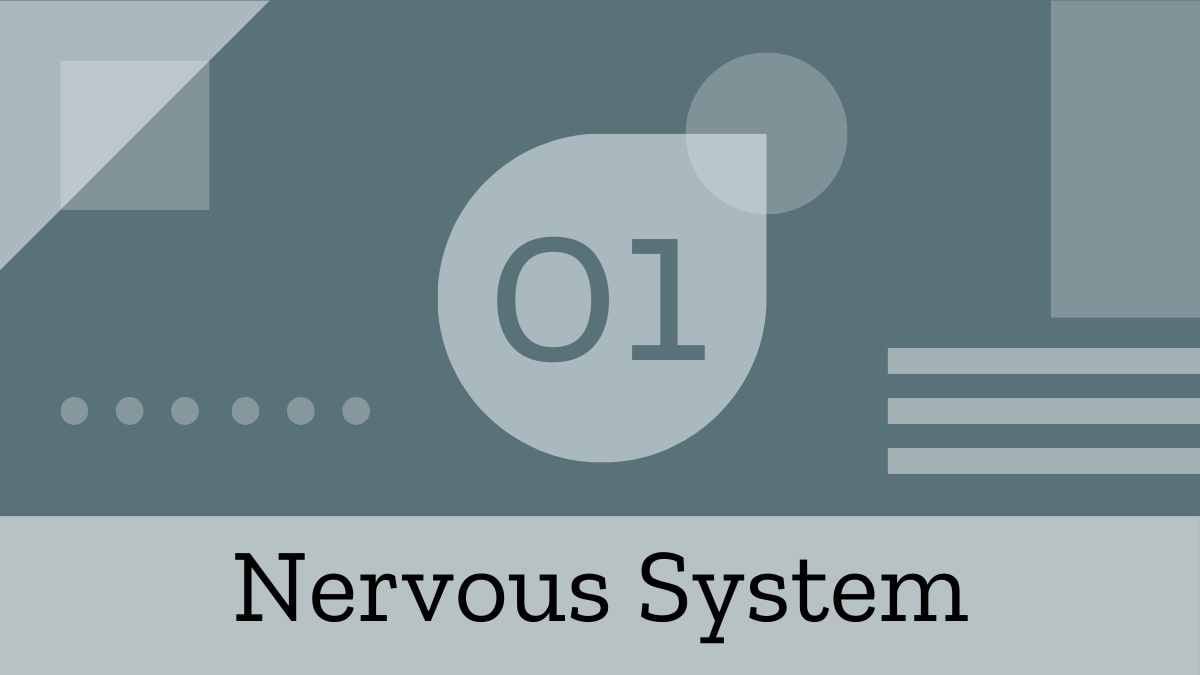 Geometric Nervous System Lesson - slide 4