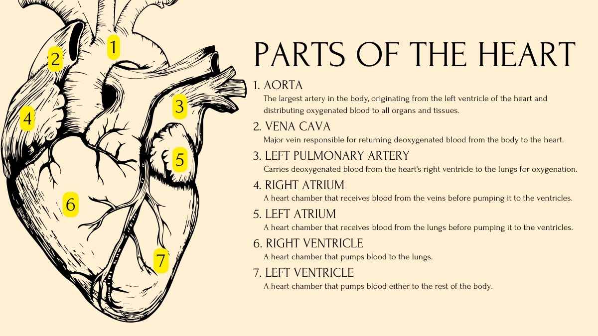 Human Body Systems Yellow Lesson Slides - slide 10