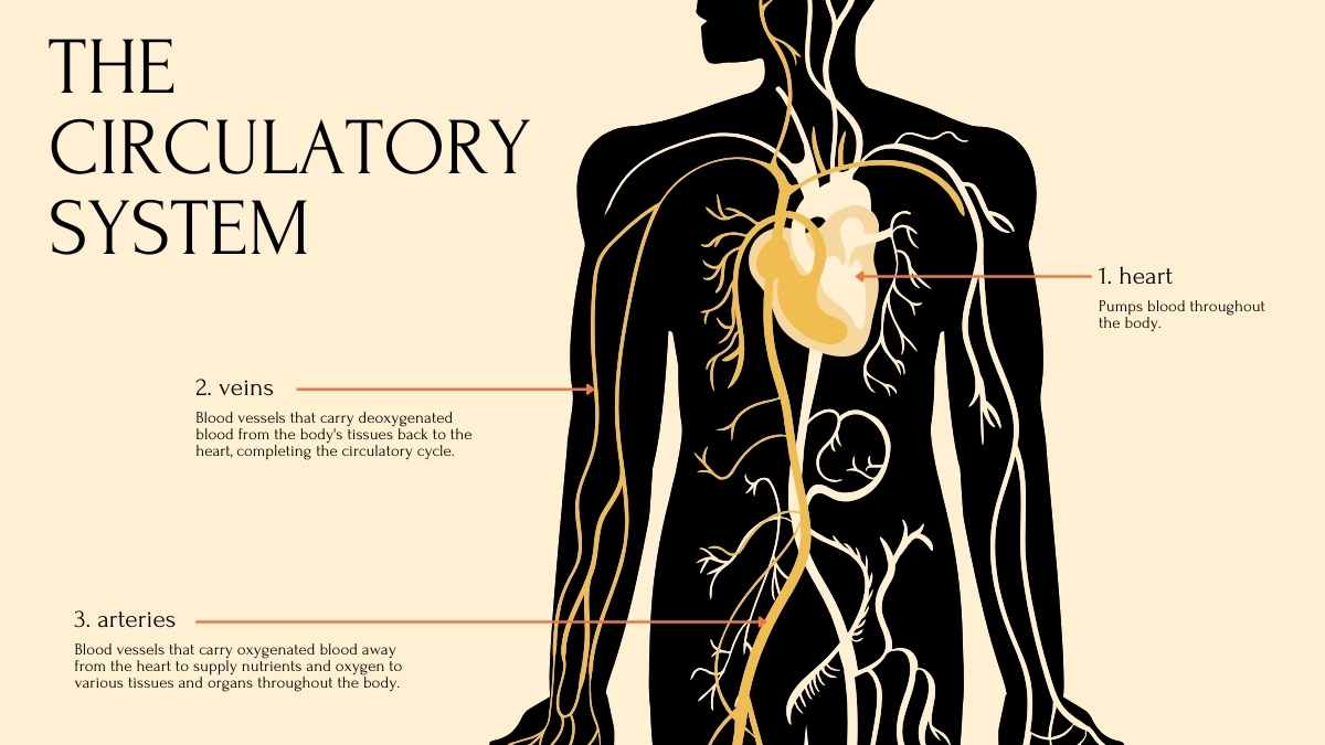 Plantillas Amarillas para Lecciones sobre los Sistemas del Cuerpo Humano - diapositiva 11