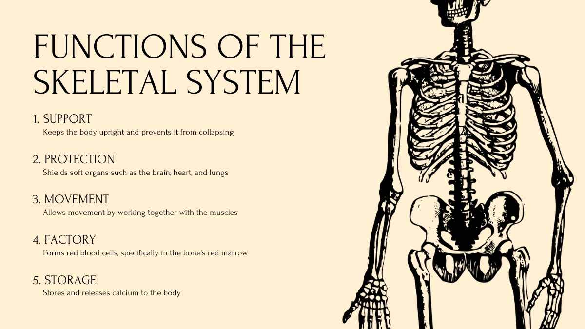 Human Body Systems Yellow Lesson Slides - slide 13