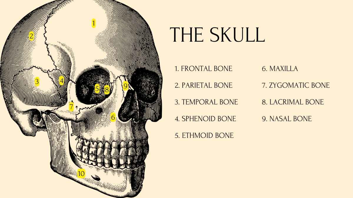 Sistemas do Corpo Humano – Slides de Aula Amarelos - deslizar 14