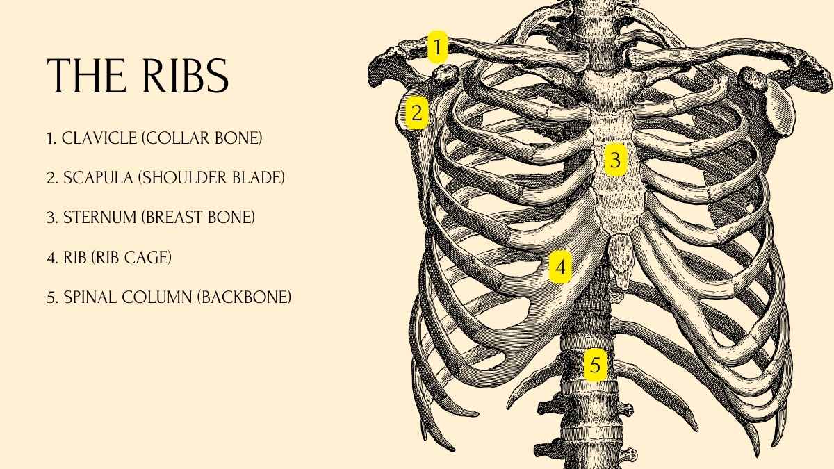 Human Body Systems Yellow Lesson Slides - slide 15