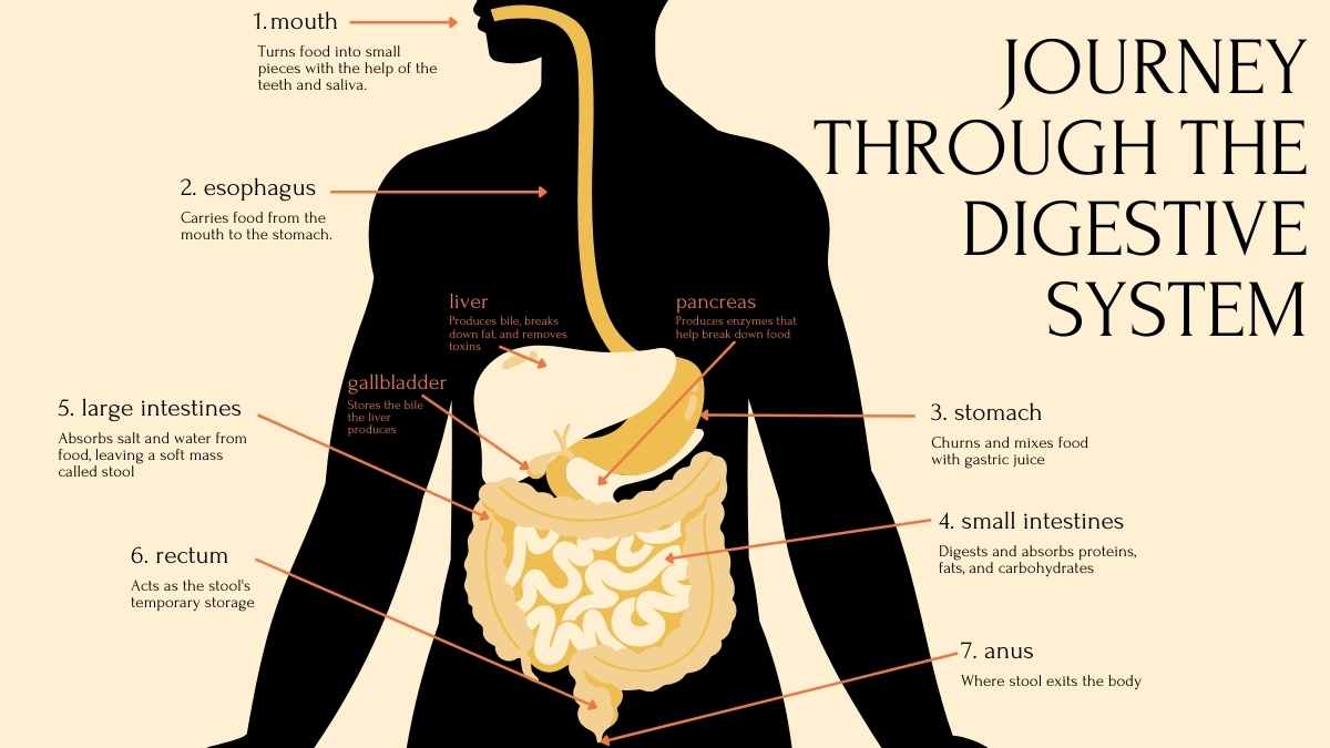 Plantillas Amarillas para Lecciones sobre los Sistemas del Cuerpo Humano - diapositiva 8