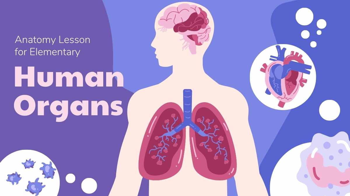 Aula Ilustrada de Anatomia Slides de Órgãos Humanos - deslizar 1