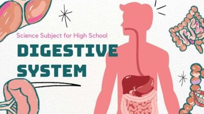 Illustrated Biology Digestive System Slides