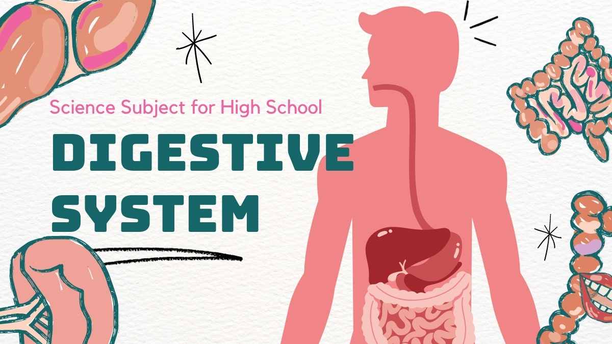 Plantillas Ilustradas del Sistema Digestivo para Biología - diapositiva 1