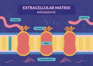 Illustrated Extracellular Matrix Infographic