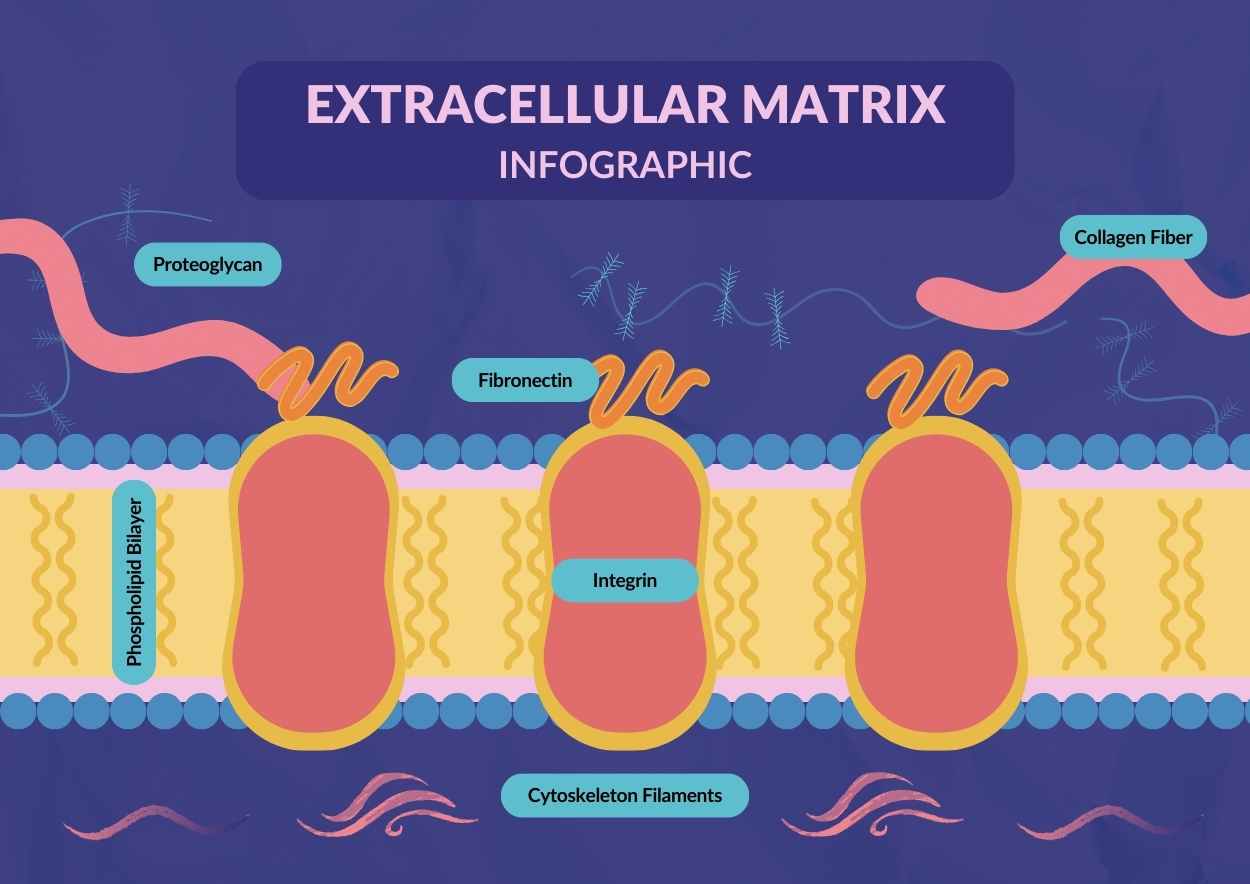 Illustrated Extracellular Matrix Infographic - slide 1