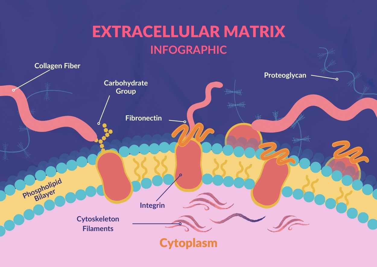 Illustrated Extracellular Matrix Infographic - slide 2